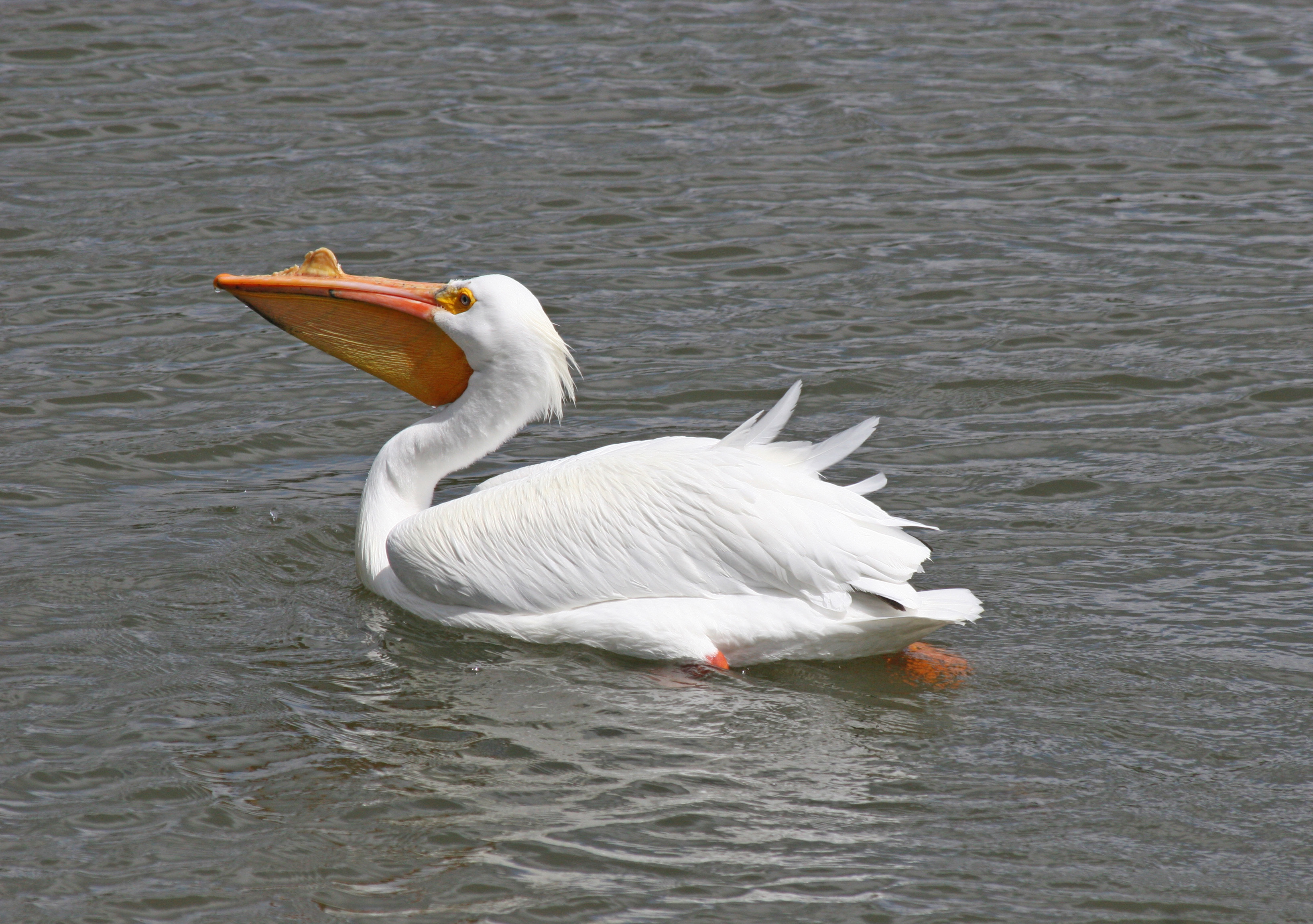 American white pelican