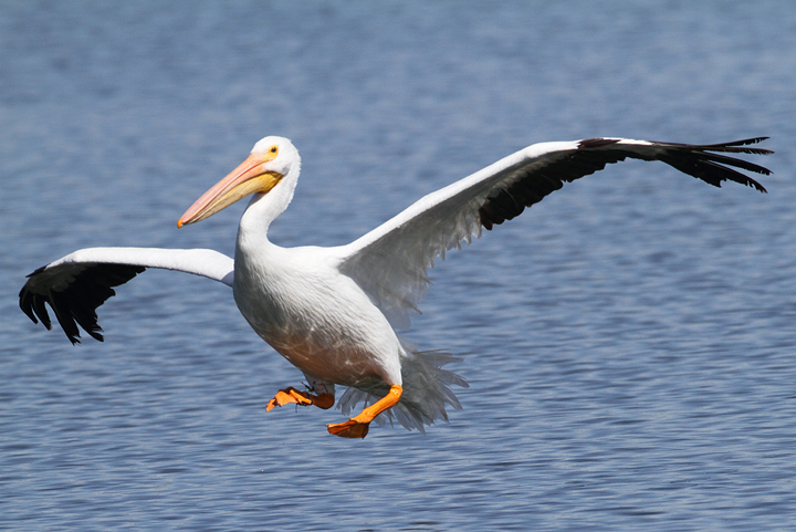 Pretty American white pelican