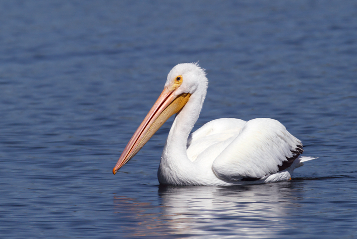 Pretty American white pelican