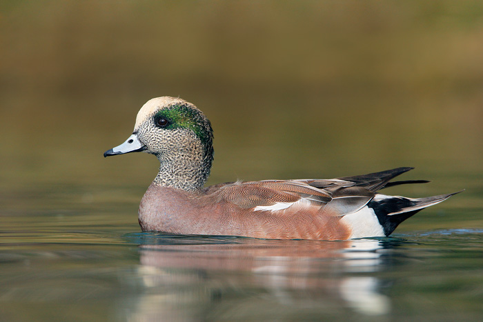 American wigeon