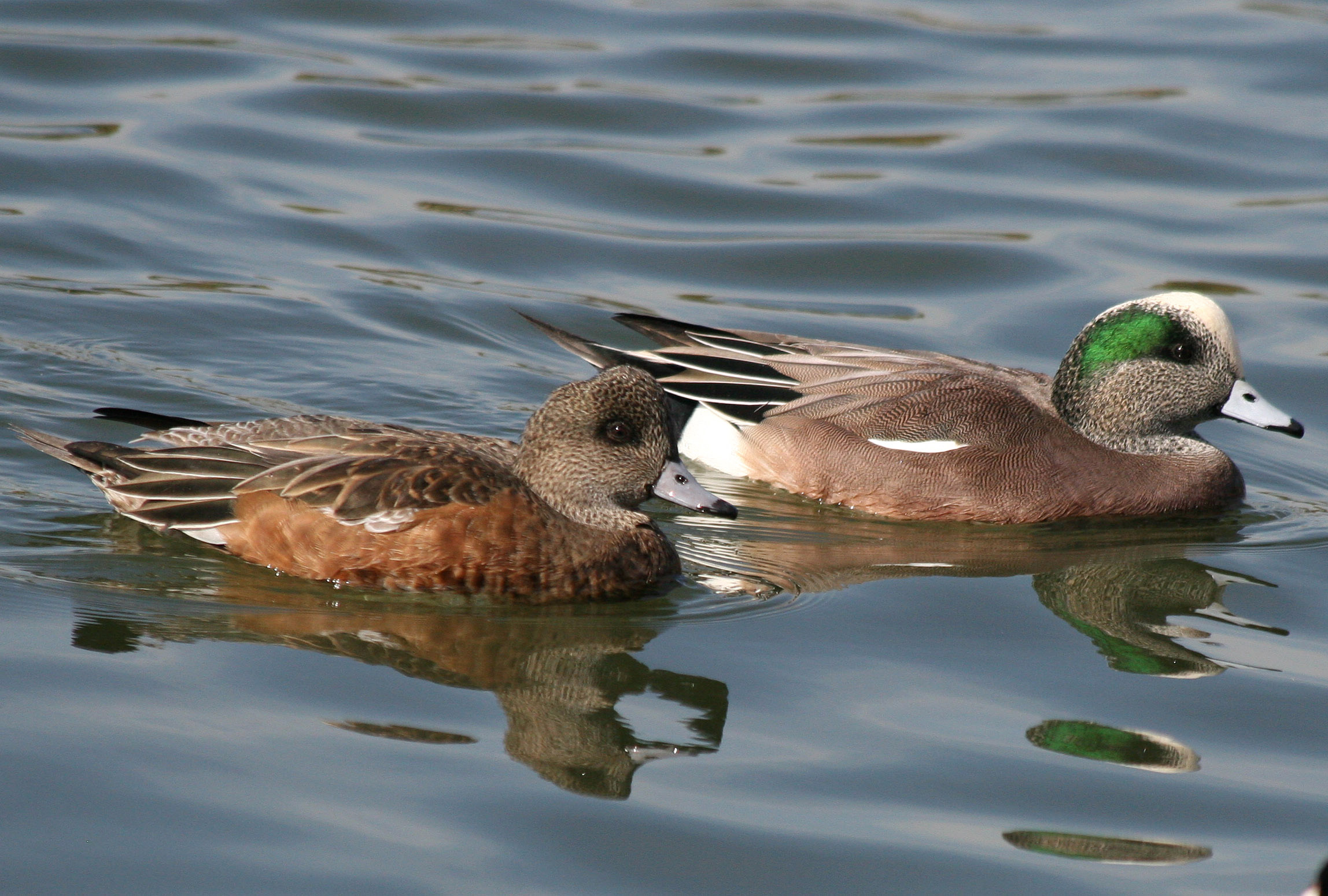 Pretty American wigeon