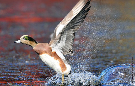 Pretty American wigeon
