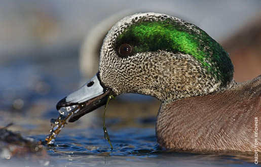 Pretty American wigeon