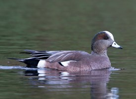 Pretty American wigeon