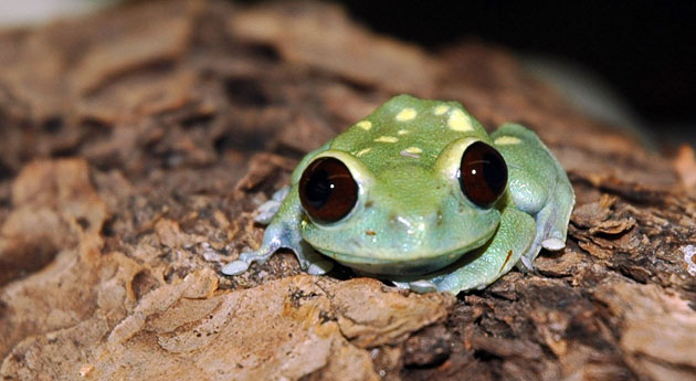 Nice Amphibian