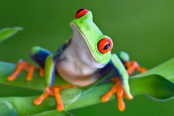 Cool Amphibian