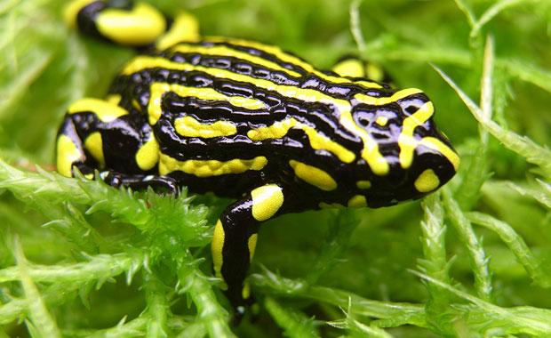 Pretty Amphibian