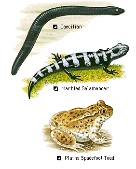Amphibian photo 