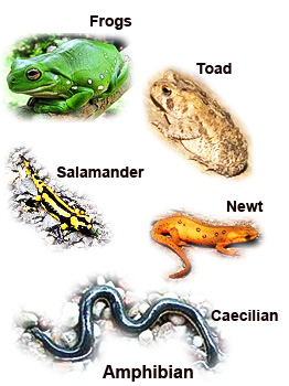 Photo Amphibian