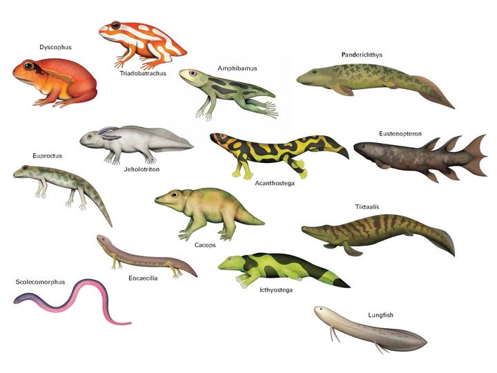Cute Amphibian