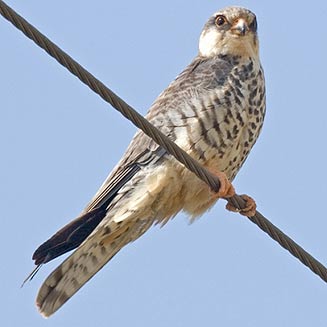 Amur falcon
