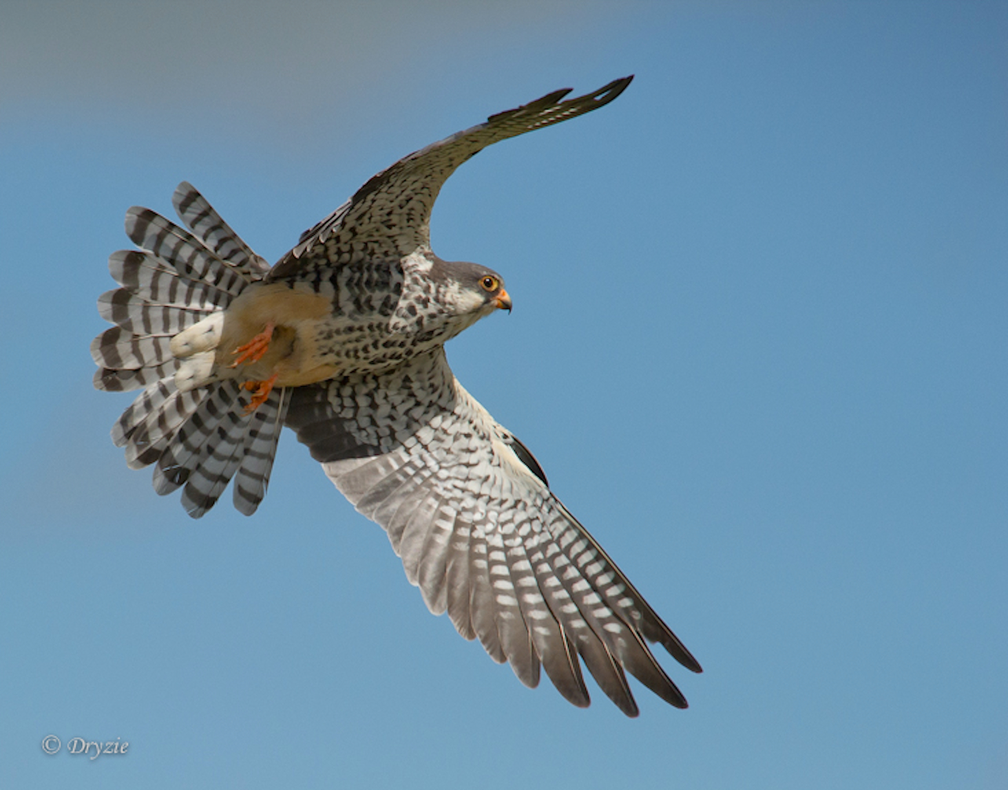 Pretty Amur falcon