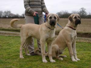 Cool Anatolian Shepherd Dog - Dog Breed