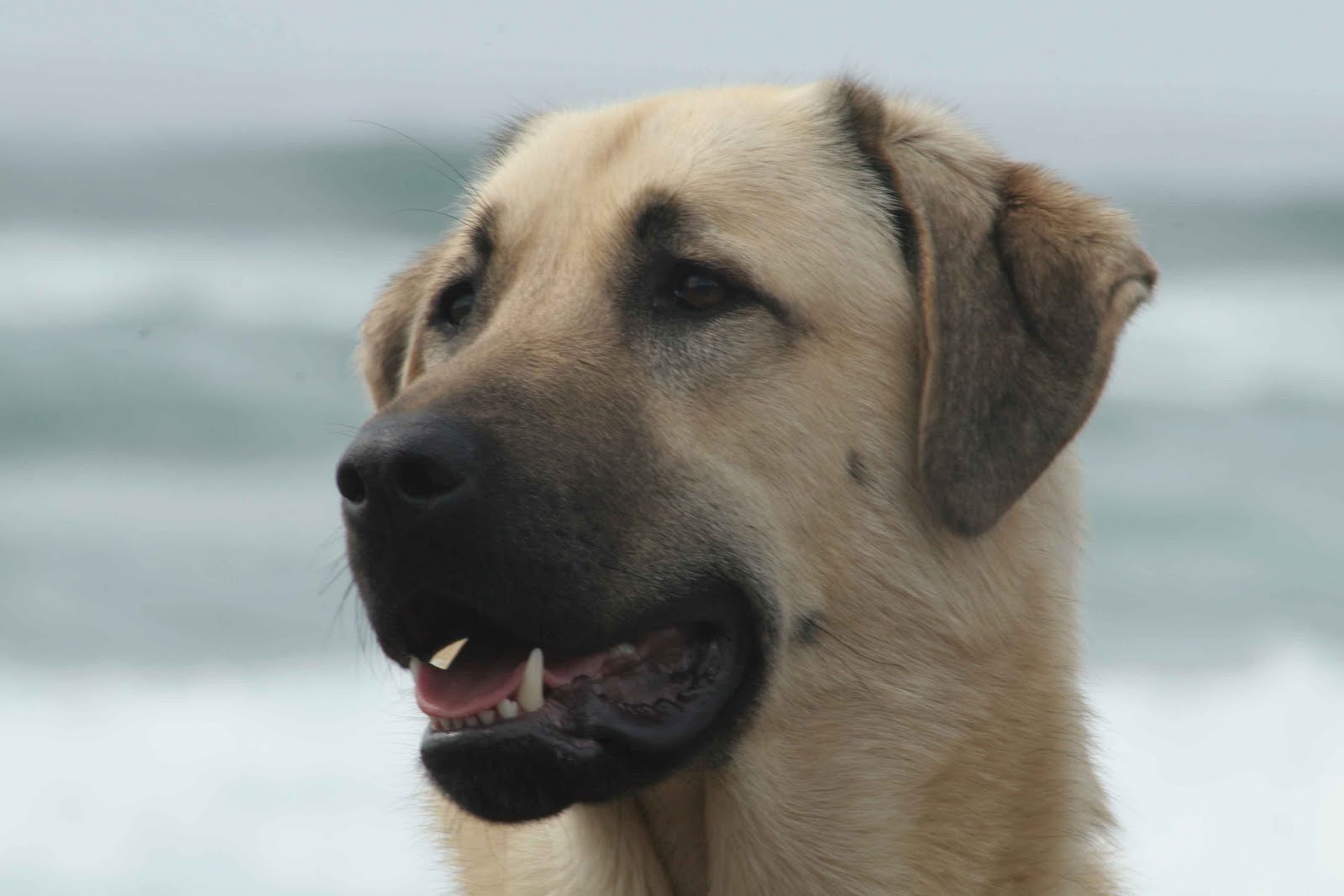 Wallpaper Anatolian Shepherd Dog - Dog Breed