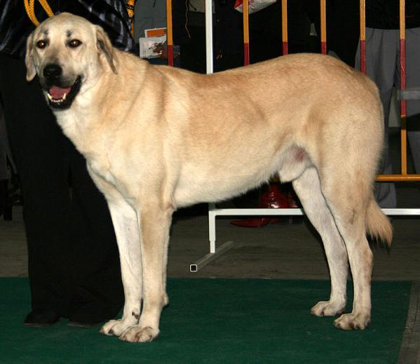 Anatolian Shepherd Dog - Dog Breed wallpaper