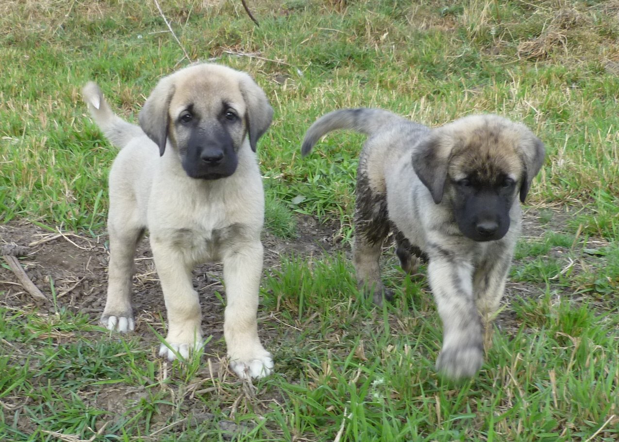 Cool Anatolian Shepherd - Dog Breed