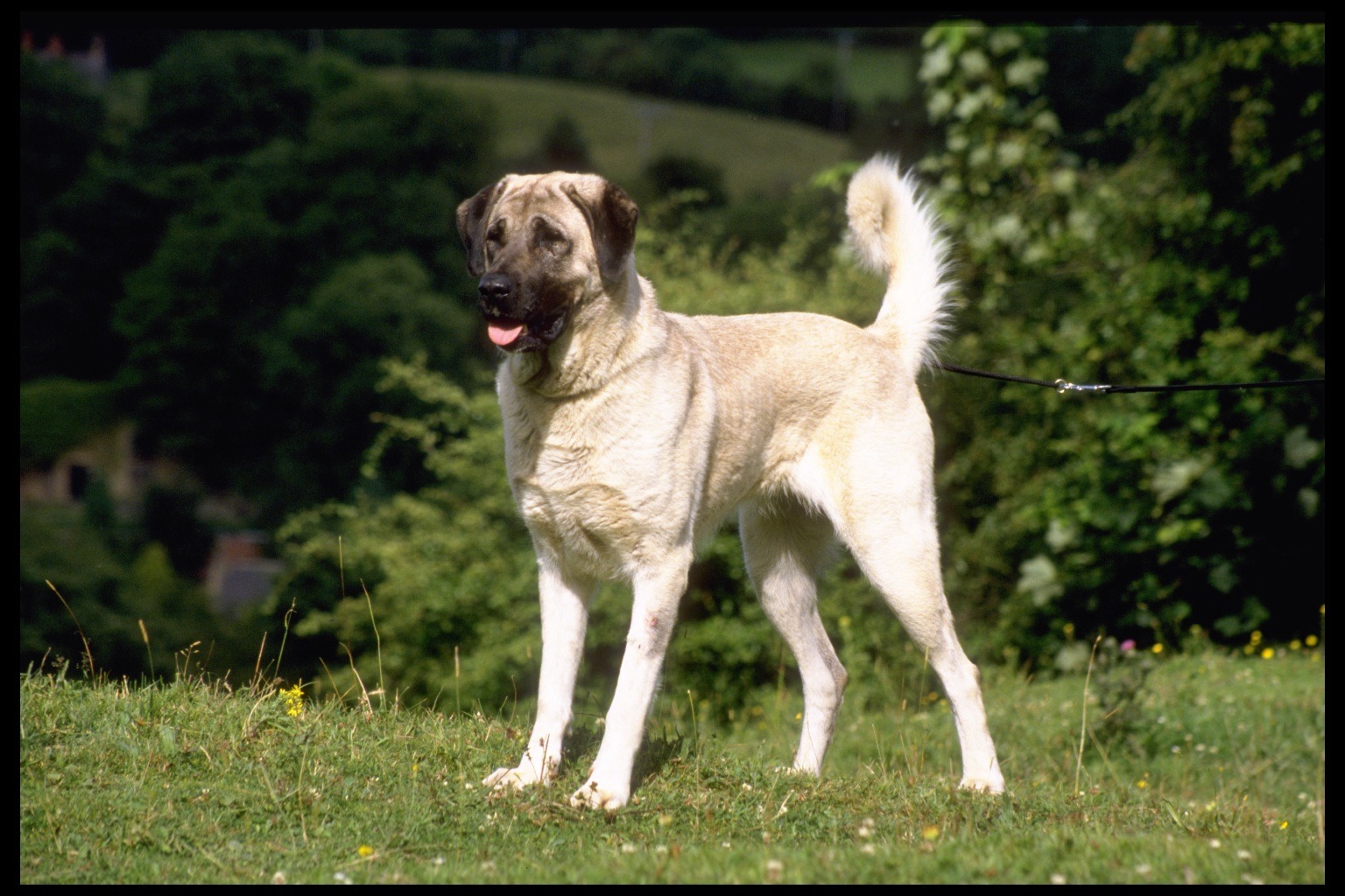 Cute Anatolian Shepherd - Dog Breed