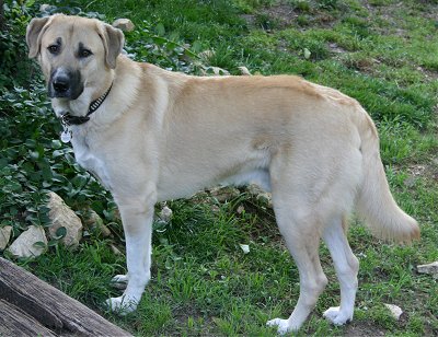 Wallpaper Anatolian Shepherd - Dog Breed