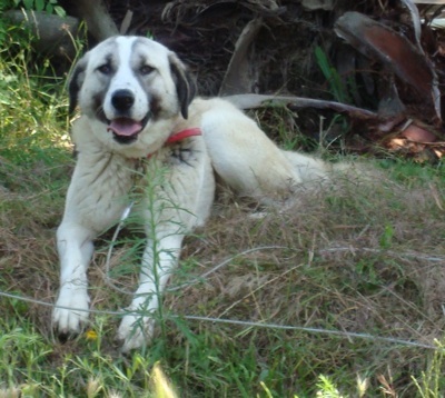 Photo Anatolian Shepherd - Dog Breed