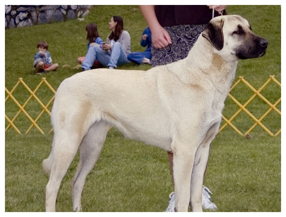 Anatolian Shepherd - Dog Breed photo 