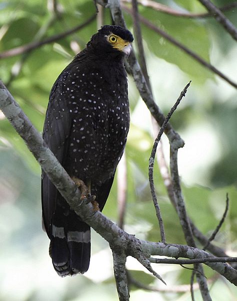 Pretty Andaman serpent-eagle
