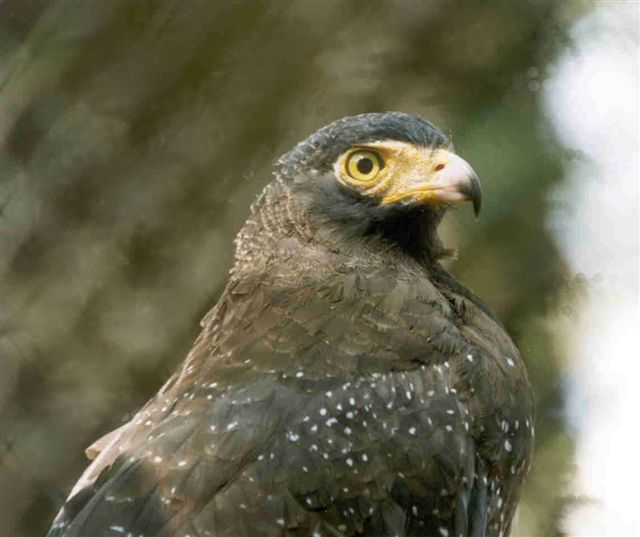 Pretty Andaman serpent-eagle