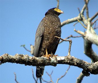 Pretty Andaman serpent-eagle
