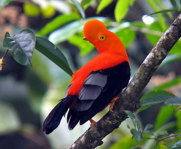 Andean cock-of-the-rock