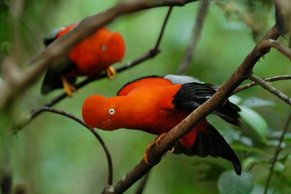 Pretty Andean cock-of-the-rock