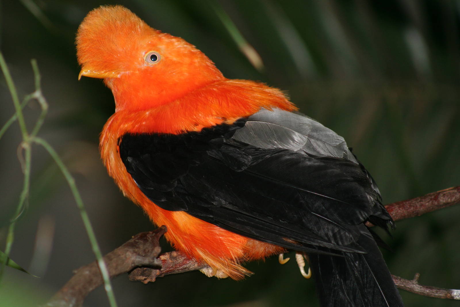 Pretty Andean cock-of-the-rock