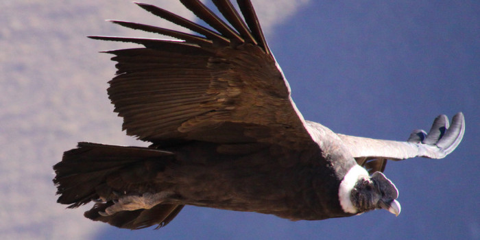 Andean condor