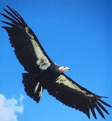 Pretty Andean condor