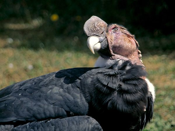 Pretty Andean condor