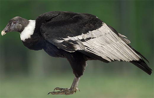Pretty Andean condor