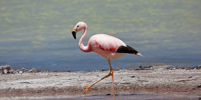 Pretty Andean flamingo
