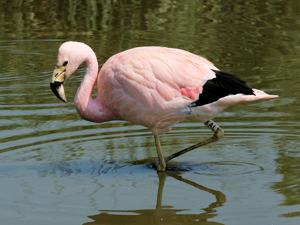 Pretty Andean flamingo