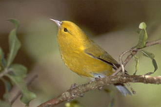 Anianiau
