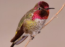 Pretty Anna’s hummingbird