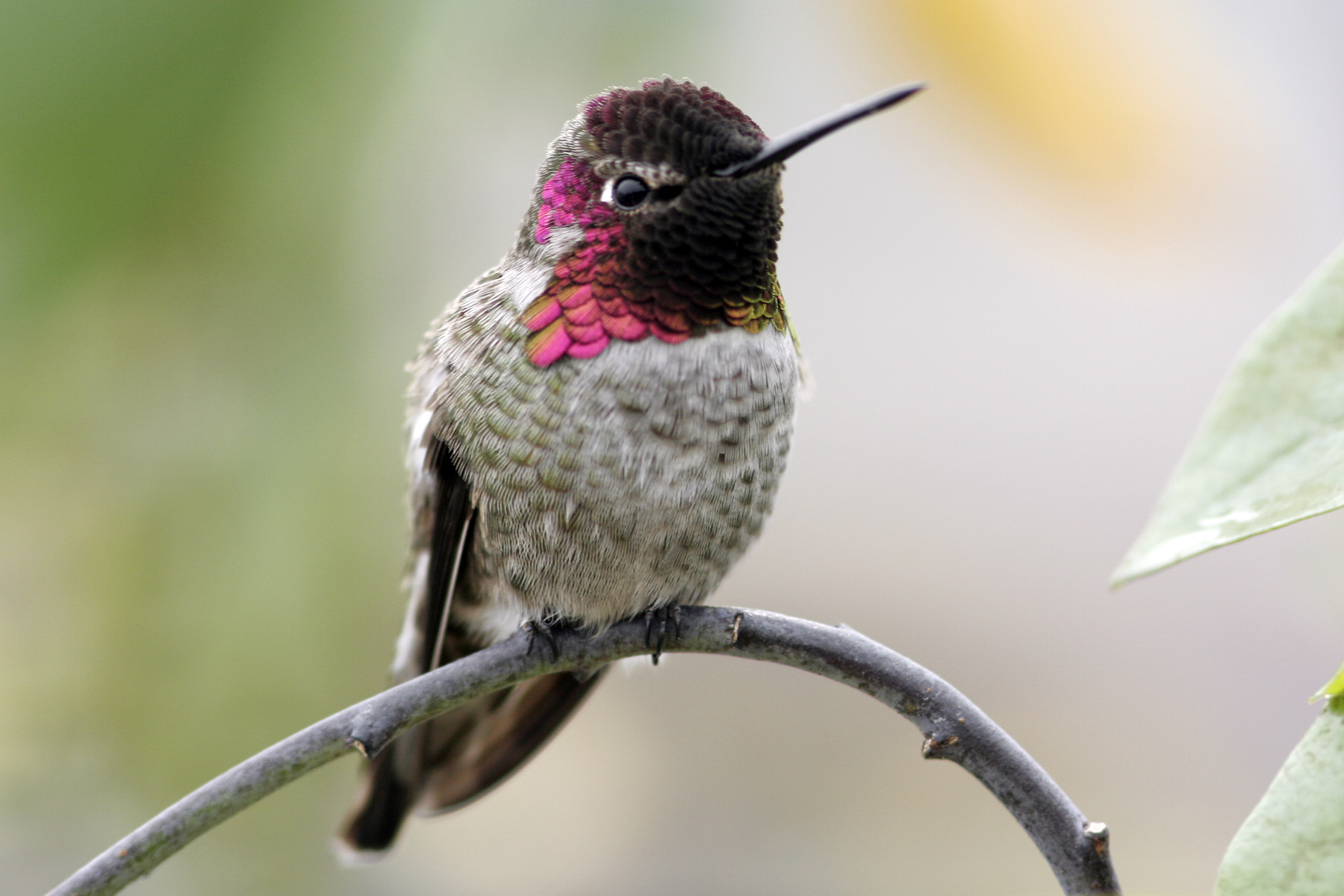 Pretty Anna’s hummingbird