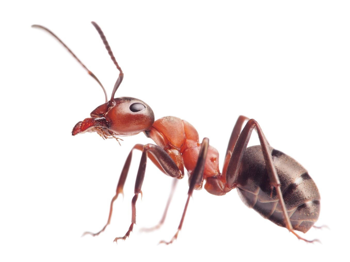 Cool Ant
