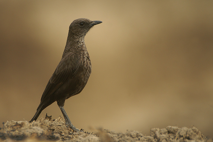 Pretty Anteater chat