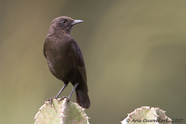 Pretty Anteater chat