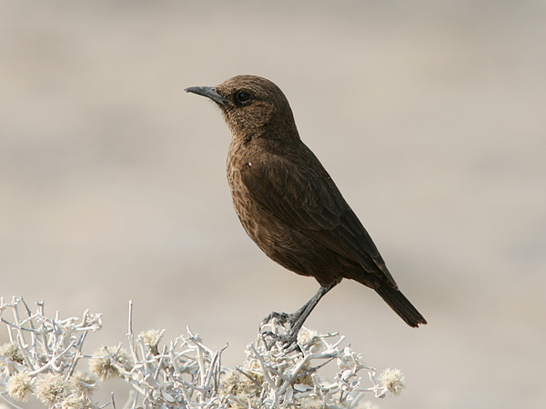 Pretty Anteater chat