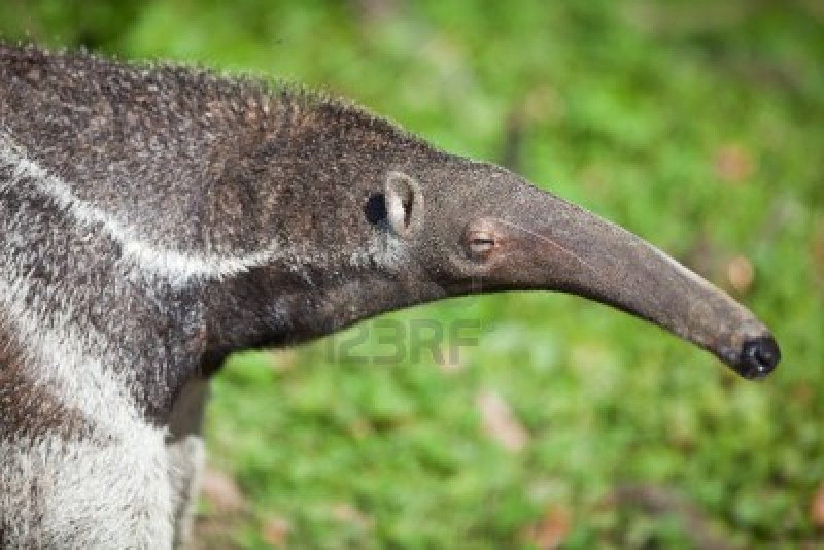 Nice Anteaters, armadillos, sloths