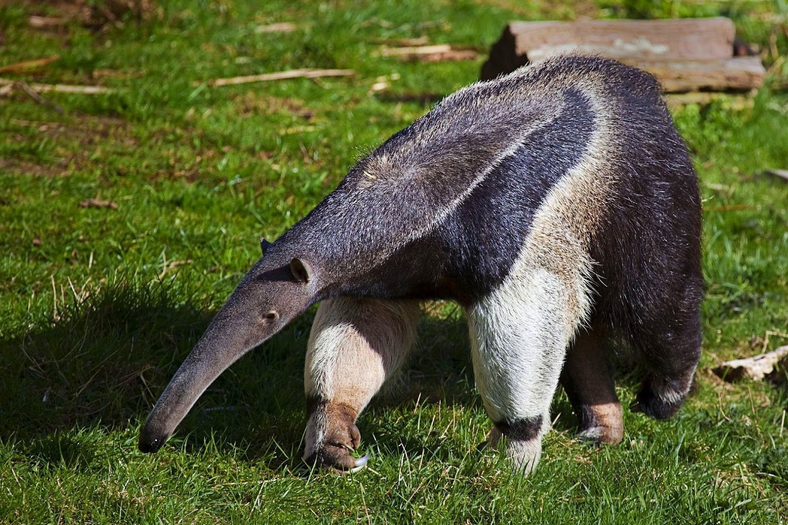 Cool Anteaters, armadillos, sloths
