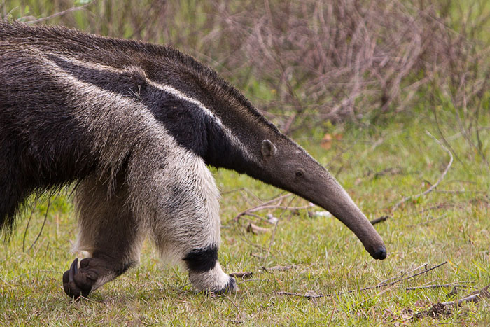 Cute Anteaters, armadillos, sloths