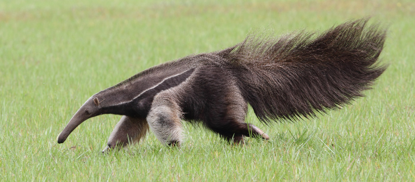 Photo Anteaters, armadillos, sloths