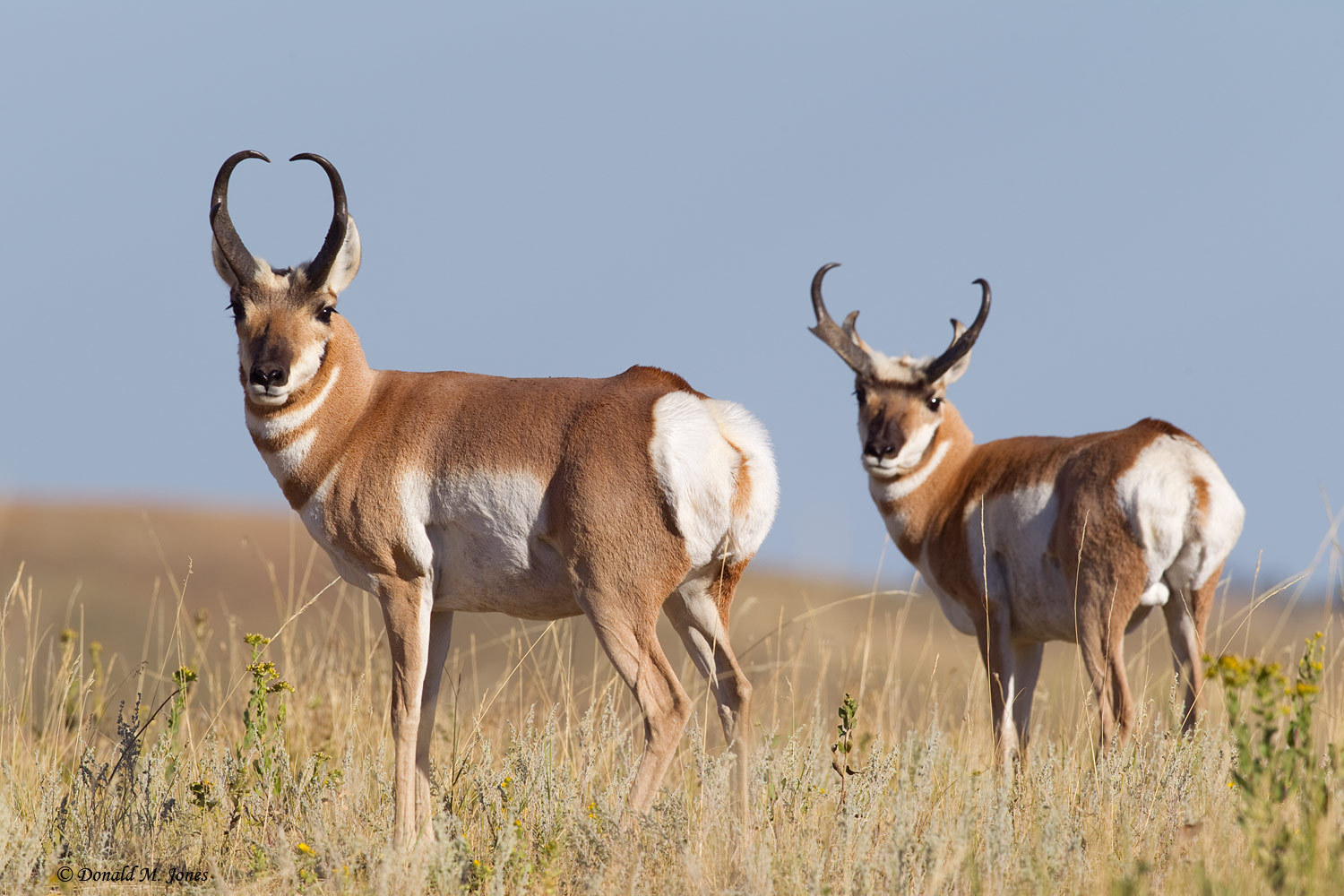 Nice Antelope