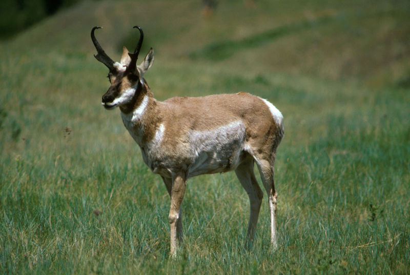 Antelope wallpaper