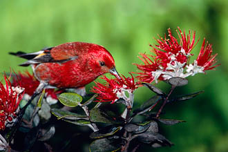 Pretty Apapane